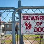 Dog Bites and Dangerous Dog Breeds